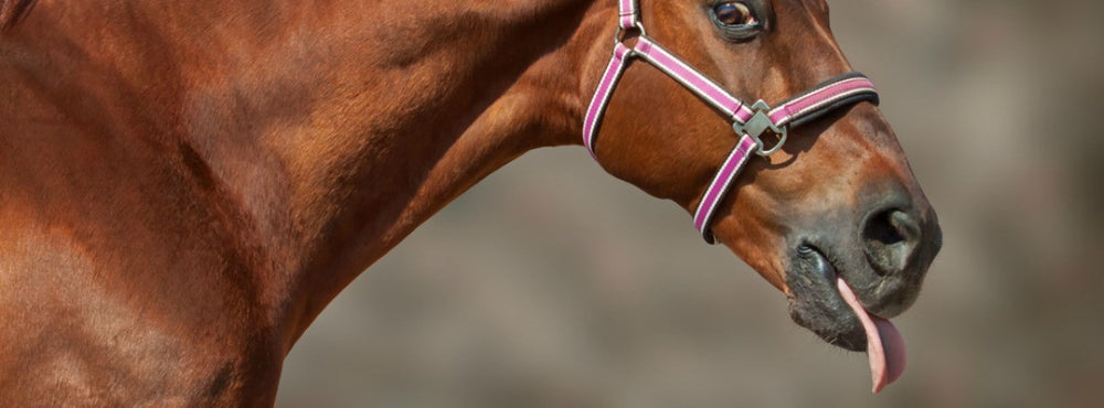  horse with tongue disorder