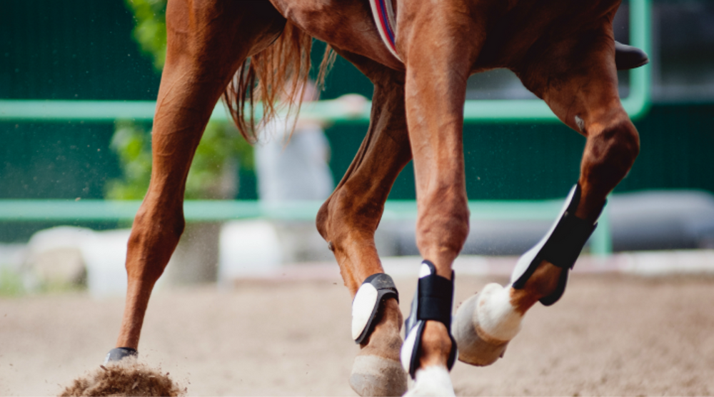  close up horse legs running on track