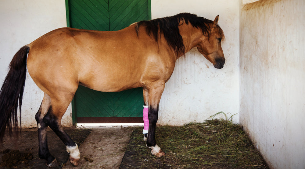  horse with injured leg