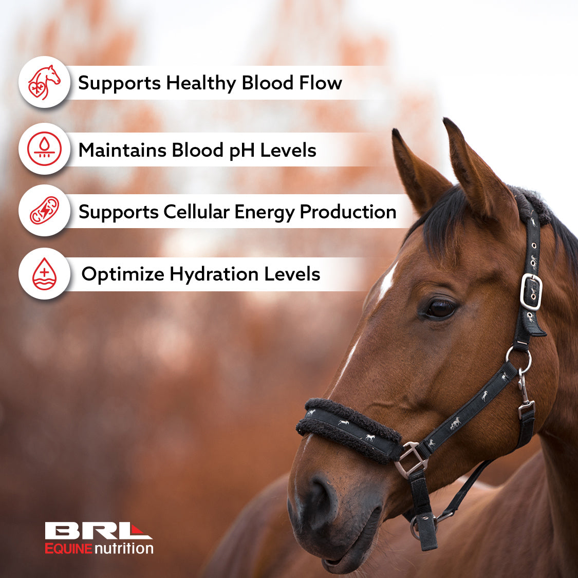  NITRO-IGNITE - PRE-RACE FORMULA